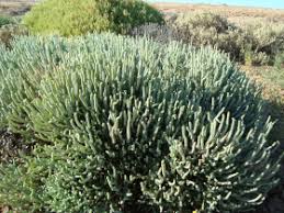 Image result for Gomphocarpus tenuifolius