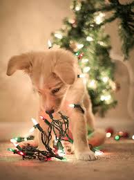 Posted by admin november 22, 2018 in christmas. Puppy Christmas Lights Discovered By Hippy On We Heart It