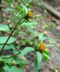 Image result for Bidens flagellata