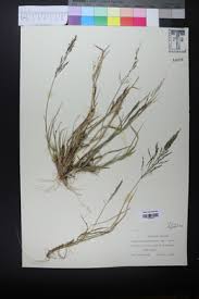 Image result for Sporobolus coromandelianus