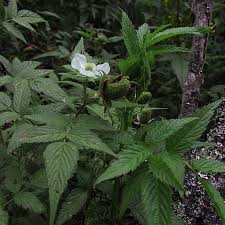 Image result for Rubus rosifolius