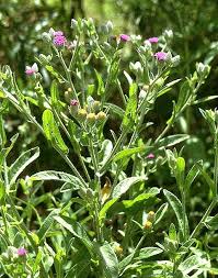 Image result for Vernonia undulata