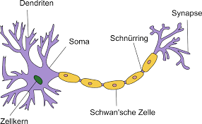 Neurophysiologie Die Nervenzelle Neuron