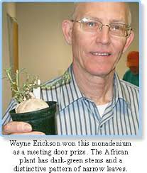 Monadenium montanum (2009)