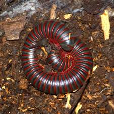 Black And Yellow Striped Millipede An Introduction To Giant Millipedes Pets4homes Millipede Cool Insects Centipede