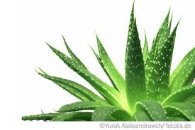 Die Pflanze Der Aloe Vera