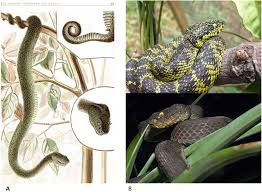 Image result for Bothriocline emilioides