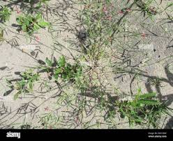 Image result for Indigofera charlieriana