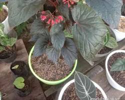 Gambar Bunga Begonia