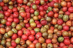 Image result for Spondias