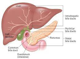 Pancreas, gallbladder and biliary tree. What Is Bile Duct Cancer What Is Cholangiocarcinoma