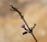 Image result for Commicarpus helenae