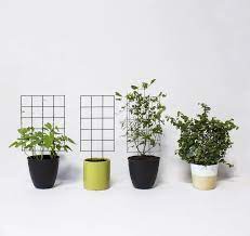 Can T Find A Minimal Indoor Trellis Anywhere Anyone Know Of Anything Similar Houseplants Indoor Plant Trellis Trellis Plants Indoor Trellis