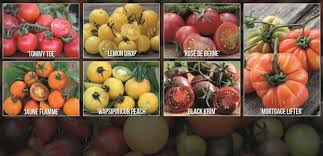 They are prolific plants that produce beautiful, large tomatoes. Heirloom Tomato Seed Collection The Diggers Club