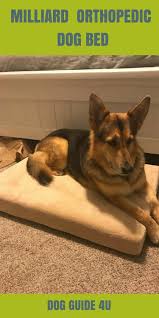 Milliard Premium Orthopedic Memory Foam Dog Bed Dogguide4u Germanshepherd Dogbeds Dogbedsforgermanshepherd Favor Cool Dog Beds Dog Bed Big Dog Little Dog