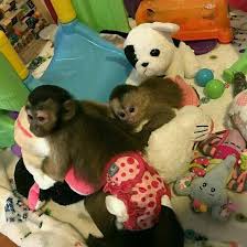 We have adorable hand raised male and female capuchin baby monkeys raised in our home whi. Monkeys For Sale In Exotics Animal Pet Sale Online Facebook