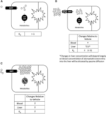 Differential Effects of Rifampin and Ketoconazole