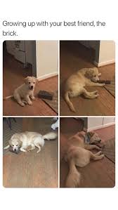 Pin By Elsa I Love Toast On Dogs Cute Baby Animals Funny Animal Pictures Cute Funny Animals