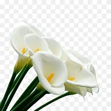 These blooms make for a perfect focal flower on any arrangement. Arum Lily Flower Lilium Callalily Lilium Flower Stock Photography Png Pngwing