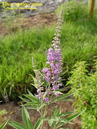 Image result for Vitex sp. A