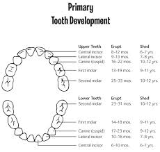 Primary Teeth Dental Chart Www Bedowntowndaytona Com