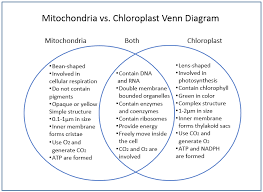Chloroplast Vs Mitochondria Venn Diagram Venn Diagram Mitochondria Diagram