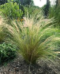 Maybe you would like to learn more about one of these? Maiden Grass Miscanthus Sinensis New Hybrids 5 Seeds Eulalia Grass Grass Garden Outdoors Organideia Pt