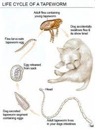 Can Humans Get Worms From Cats Http Pets Ok Com Can Humans Get Worms From Cats Cats 527 Html Cats Pets Your Dog