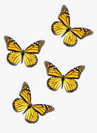Help the monarchs along these recipes for butterfly food. Freetoedit Butterflies Yellow Butterfly Blue Butterfly Aesthetic Hd Png Download Kindpng