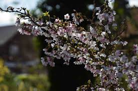 The branches grow naturally in a zig zag pattern. Perfectly Formed Prunus Kojo No Mai The Biking Gardener