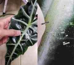 How spider mites get indoors these critters often get in the house through open doors and windows, as they're small enough to fit through screens. Spider Mites House Plant Journal