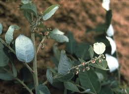 Image result for Phyllanthus reticulatus