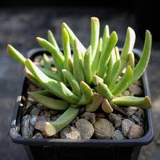 Image result for Hereroa