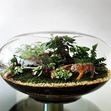 Eye Of The Tiger And If You Look Closely You Can See Some Monkey Business Going On In The Bonsai Fig Tree Happypl Terrarium Mini Garden Indoor Flowers