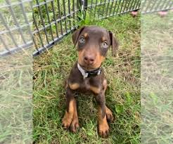 Lazar sredojevic, his wife miomira and daughters sanja and ljubica have always admired animals and after. View Ad Doberman Pinscher Litter Of Puppies For Sale Near Massachusetts Bridgewater Usa Adn 139773