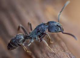 Pest control & termite treatment in the terre haute area. Terre Haute In Pest Control 2507 South 4th St Terre Haute Indiana