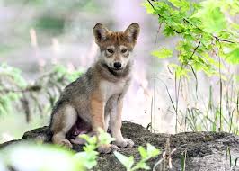 Image result for wolf cub