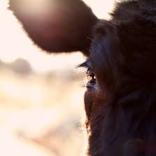 Epingle Sur Animal Rights In France Europe
