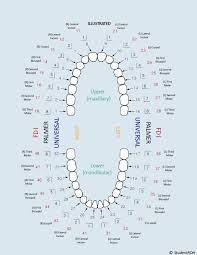 Studentrdh Dental Anatomy Dental Hygiene Board Exams Dental Anatomy Dental Assistant Study Dental Assistant
