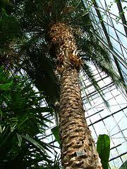 Grădina botanică alexandru borza este gazda celui mai bogat ierbar din ţară ce conţine peste 650 000 de coli cu plante. File Gradina Botanica Din Cluj Napoca Serele Mari Sera Palmierilor2 Jpg Wikimedia Commons