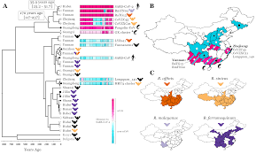 2019 novel coronavirus, wuhan seafood market pneumonia virus) — оболочечный одноцепочный. Exploring The Natural Origins Of Sars Cov 2 Ncov 2019 Evolutionary History Virological