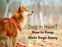 How To Keep Male Dogs Away From Females In Heat Pethelpful