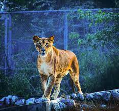 Wildlifephotography Wildlife Savelions Lucknowblogger Zoo Incridibleindia Indianphotography F India Photography Wildlife Photography Indian Photography