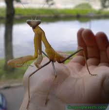 Giant Asian Mantis Hierodula Membranacea Keeping Insects