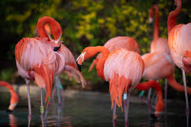 Columbus Zoo | Flamingo