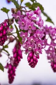 Maybe you would like to learn more about one of these? Bremerton Washington State Cluster Of Pink Current Flowers Premium Photographic Print Jolly Sienda Allposters Com