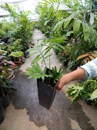 Image result for Encephalartos aplanatus