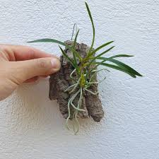 Image result for Angraecum calceolus