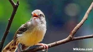 11 Jenis Burung Prenjak Yang Bagus Untuk Di Pelihara Gambar Burung Jenis Gambar