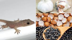 Semua rumah ada cicak yang berkeliaran. Settle Masalah Ini 5 Teknik Mudah Jimat Halau Cicak Degil Sinaran Wanita